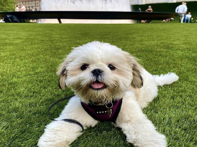 Commercial pet turf in New York
