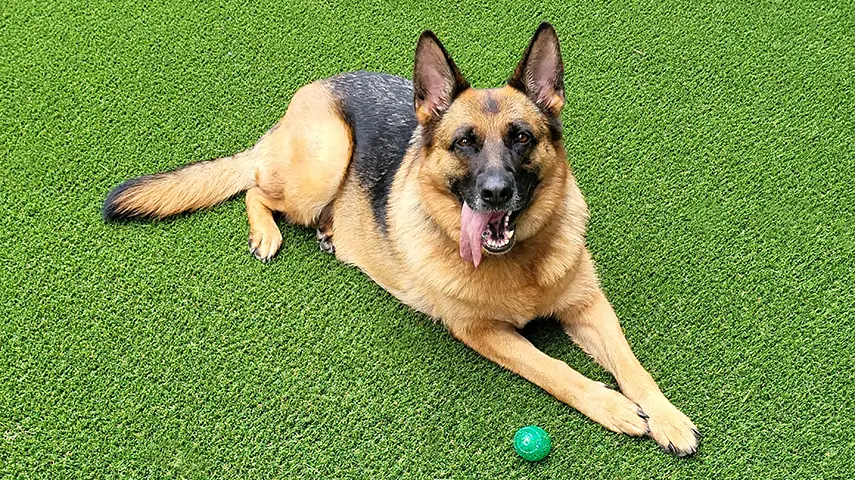 German Shepard relaxing on artificial grass from SYNLawn