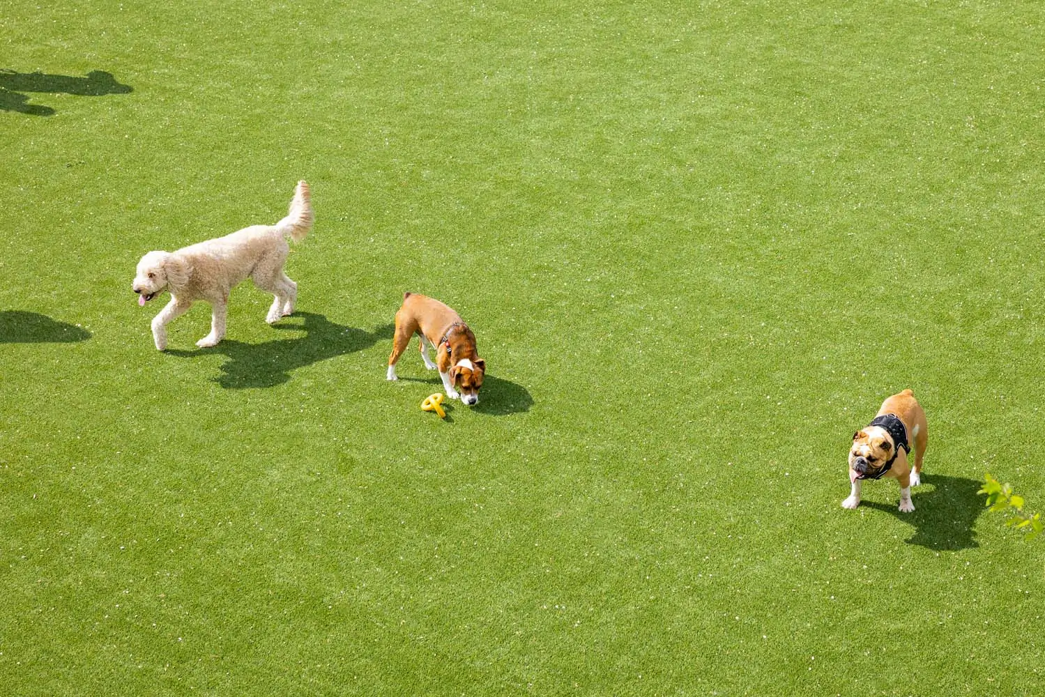 artificial-grass-dog-park-gal-1 dogs playing on synlawn new york artificial turf