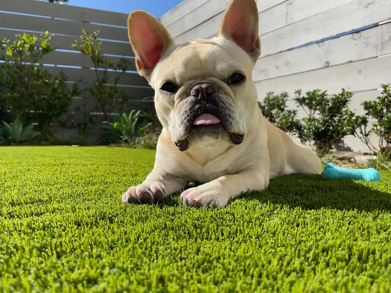 artificial-grass-dog-park-gal-8 pet grass dog