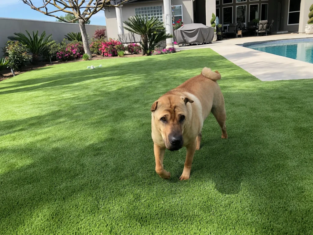 dog playing pool side on synlawn pet turf
