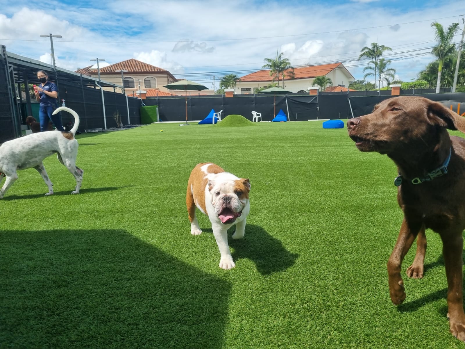 Dog Park SYNLawn Pet Turf Dog Park SYNLawn New York Pet Turf